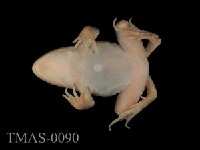 Dark-spotted frog Collection Image, Figure 7, Total 13 Figures